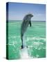 Jumping Bottlenose Dolphin-Stuart Westmorland-Stretched Canvas