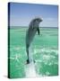 Jumping Bottlenose Dolphin-Stuart Westmorland-Stretched Canvas