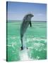 Jumping Bottlenose Dolphin-Stuart Westmorland-Stretched Canvas