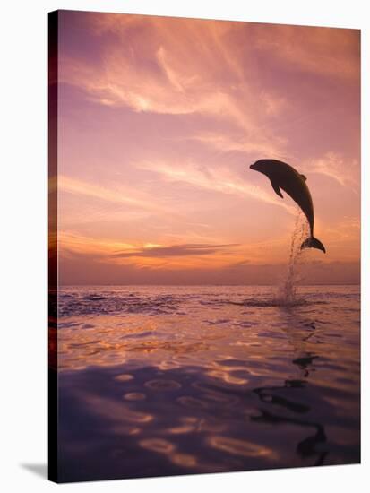 Jumping Bottlenose Dolphin-Stuart Westmorland-Stretched Canvas