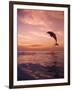 Jumping Bottlenose Dolphin-Stuart Westmorland-Framed Photographic Print