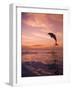 Jumping Bottlenose Dolphin-Stuart Westmorland-Framed Photographic Print