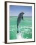 Jumping Bottlenose Dolphin-Stuart Westmorland-Framed Photographic Print