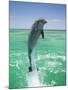 Jumping Bottlenose Dolphin-Stuart Westmorland-Mounted Photographic Print