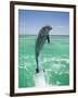 Jumping Bottlenose Dolphin-Stuart Westmorland-Framed Photographic Print