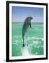 Jumping Bottlenose Dolphin-Stuart Westmorland-Framed Photographic Print