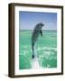 Jumping Bottlenose Dolphin-Stuart Westmorland-Framed Photographic Print