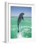 Jumping Bottlenose Dolphin-Stuart Westmorland-Framed Photographic Print