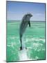 Jumping Bottlenose Dolphin-Stuart Westmorland-Mounted Photographic Print