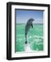 Jumping Bottlenose Dolphin-Stuart Westmorland-Framed Photographic Print