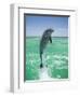 Jumping Bottlenose Dolphin-Stuart Westmorland-Framed Photographic Print