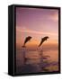 Jumping Bottlenose Dolphins-Stuart Westmorland-Framed Stretched Canvas