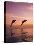 Jumping Bottlenose Dolphins-Stuart Westmorland-Stretched Canvas
