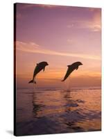 Jumping Bottlenose Dolphins-Stuart Westmorland-Stretched Canvas