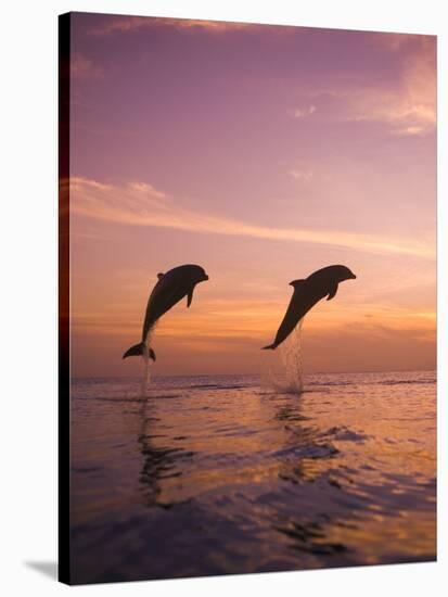 Jumping Bottlenose Dolphins-Stuart Westmorland-Stretched Canvas