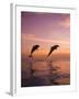 Jumping Bottlenose Dolphins-Stuart Westmorland-Framed Photographic Print