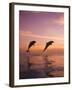 Jumping Bottlenose Dolphins-Stuart Westmorland-Framed Photographic Print