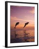 Jumping Bottlenose Dolphins-Stuart Westmorland-Framed Photographic Print