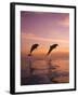 Jumping Bottlenose Dolphins-Stuart Westmorland-Framed Photographic Print