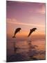 Jumping Bottlenose Dolphins-Stuart Westmorland-Mounted Photographic Print