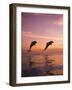 Jumping Bottlenose Dolphins-Stuart Westmorland-Framed Photographic Print