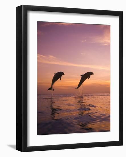 Jumping Bottlenose Dolphins-Stuart Westmorland-Framed Photographic Print