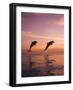 Jumping Bottlenose Dolphins-Stuart Westmorland-Framed Photographic Print