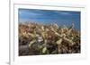 Jumping cholla cacti with Islands beyond, Mexico-Claudio Contreras-Framed Photographic Print