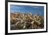 Jumping cholla cacti with Islands beyond, Mexico-Claudio Contreras-Framed Photographic Print