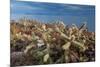 Jumping cholla cacti with Islands beyond, Mexico-Claudio Contreras-Mounted Photographic Print
