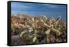 Jumping cholla cacti with Islands beyond, Mexico-Claudio Contreras-Framed Stretched Canvas