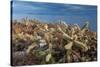 Jumping cholla cacti with Islands beyond, Mexico-Claudio Contreras-Stretched Canvas