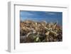Jumping cholla cacti with Islands beyond, Mexico-Claudio Contreras-Framed Photographic Print