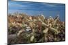 Jumping cholla cacti with Islands beyond, Mexico-Claudio Contreras-Mounted Photographic Print