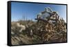 Jumping Cholla (Cylindropuntia Fulgida) (Hanging Chain Cholla)-Louise Murray-Framed Stretched Canvas