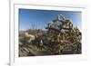 Jumping Cholla (Cylindropuntia Fulgida) (Hanging Chain Cholla)-Louise Murray-Framed Photographic Print