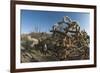 Jumping Cholla (Cylindropuntia Fulgida) (Hanging Chain Cholla)-Louise Murray-Framed Photographic Print