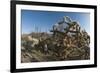 Jumping Cholla (Cylindropuntia Fulgida) (Hanging Chain Cholla)-Louise Murray-Framed Photographic Print