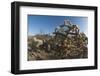 Jumping Cholla (Cylindropuntia Fulgida) (Hanging Chain Cholla)-Louise Murray-Framed Photographic Print