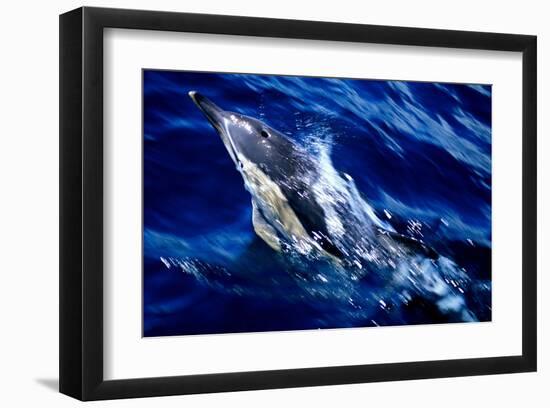 Jumping Dolphin-Charles Glover-Framed Art Print