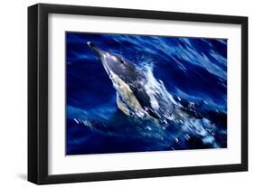 Jumping Dolphin-Charles Glover-Framed Art Print