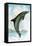 Jumping Dolphin-English School-Framed Stretched Canvas