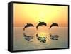 Jumping Dolphins-MIRO3D-Framed Stretched Canvas