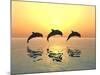 Jumping Dolphins-MIRO3D-Mounted Photographic Print