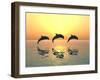 Jumping Dolphins-MIRO3D-Framed Photographic Print