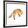 Jumping Fox-Katrina Pete-Framed Art Print