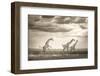 Jumping Giraffe-Ali Khataw-Framed Photographic Print