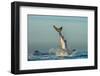 Jumping Great White Shark. Tail of the Jumped-Out White Shark (Carcharodon Carcharias)-Sergey Uryadnikov-Framed Photographic Print