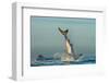 Jumping Great White Shark. Tail of the Jumped-Out White Shark (Carcharodon Carcharias)-Sergey Uryadnikov-Framed Photographic Print