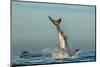 Jumping Great White Shark. Tail of the Jumped-Out White Shark (Carcharodon Carcharias)-Sergey Uryadnikov-Mounted Photographic Print